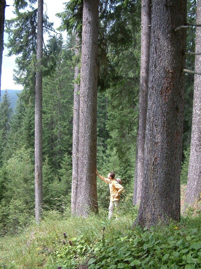 Hiking in the forest, next by a spruce tree. I make the top of the violin from this wood. Woodbuying tour to Paneveggio, South Tirol in 2009.